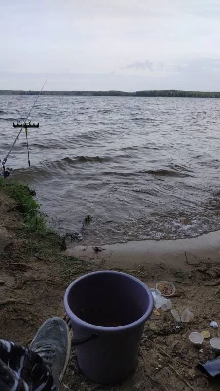 Лещ, Карась