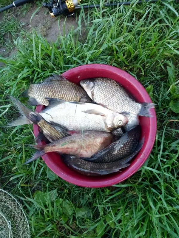 Лещ, Карась