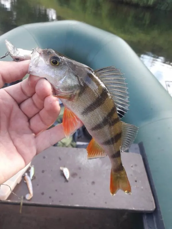 Голавль, Окунь