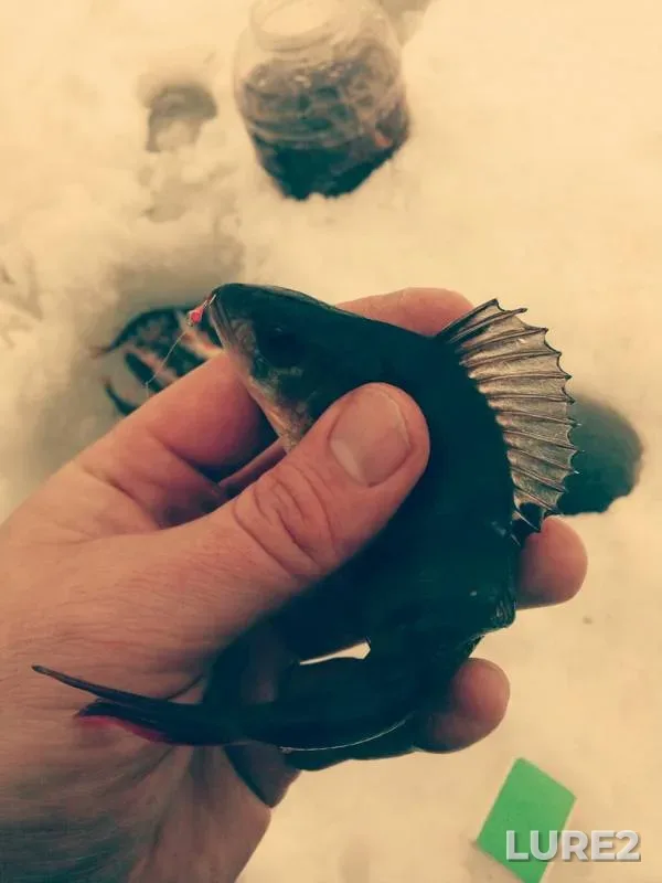 Окунь