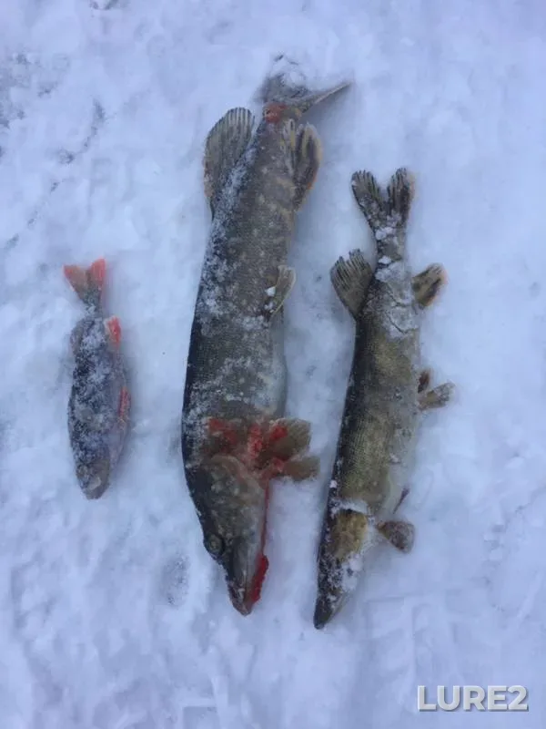 Окунь, Щука — Десна, 20 дек. 2018 г.