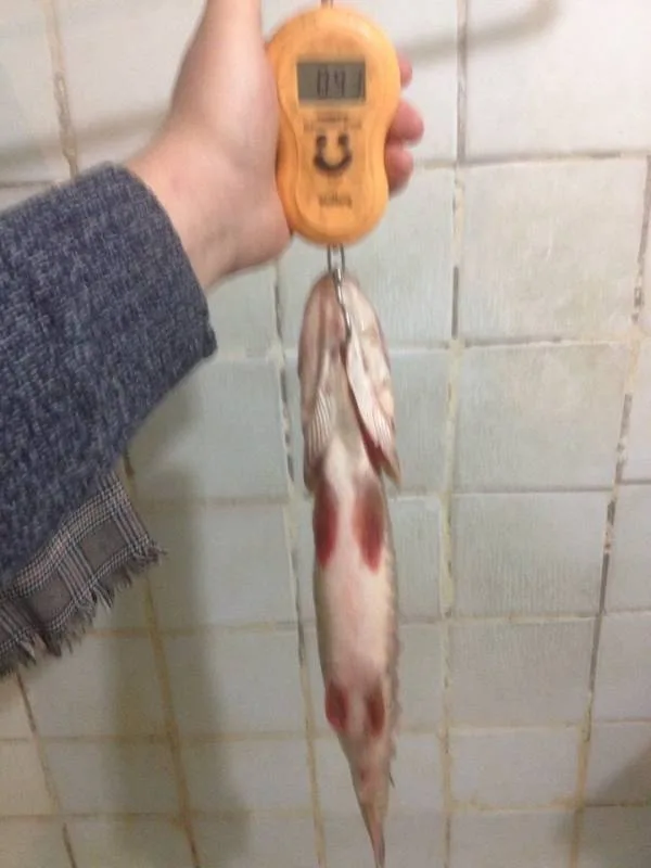 Лещ, Щука