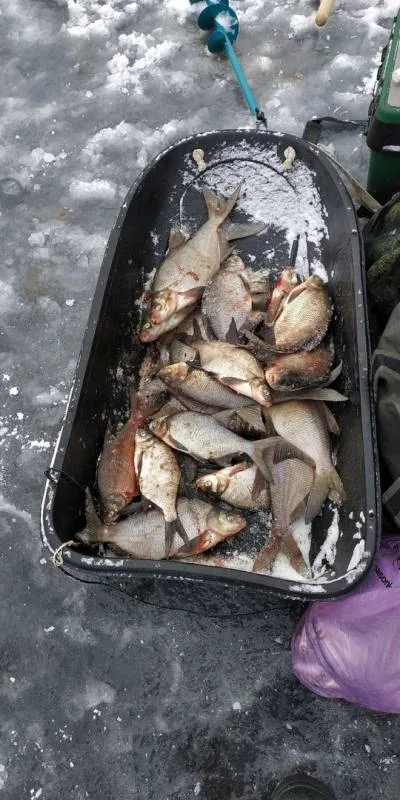 Лещ