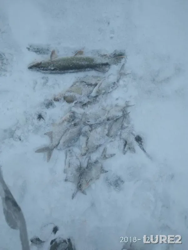 Лещ, Щука — Десногорское, 03 дек. 2018 г.