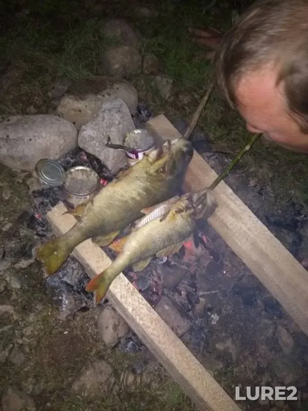 Окунь, Щука
