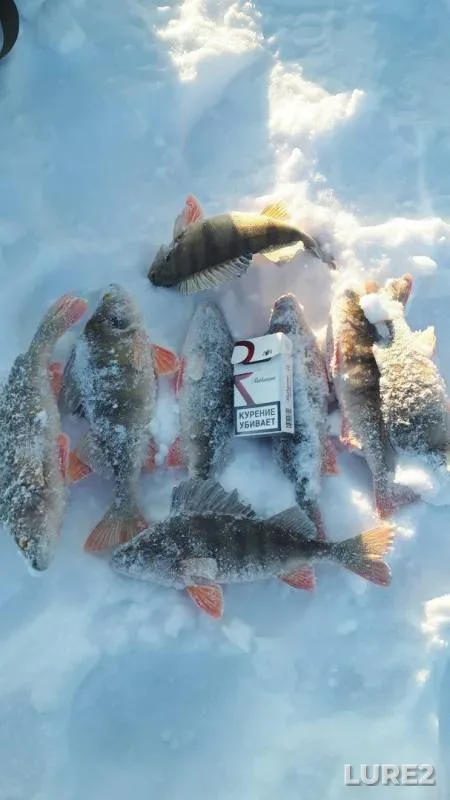 Окунь — Белое, 04 февр. 2018 г.