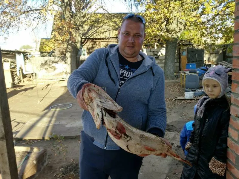 Окунь, Щука