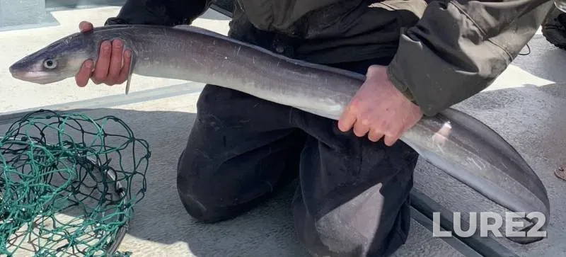 Лещ, Окунь — Северский Донец, 02 мар. 2019 г.