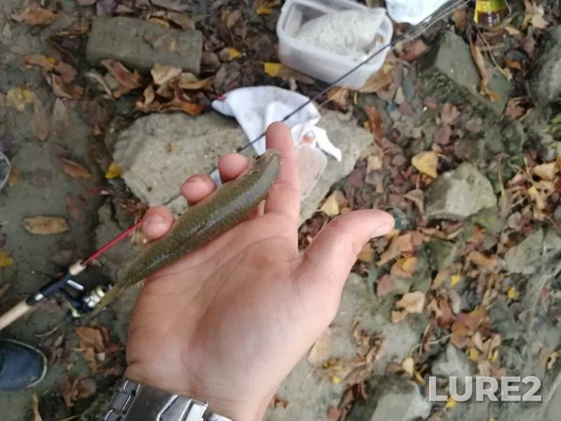 Карась, Плотва — Кубань, 21 окт. 2019 г.