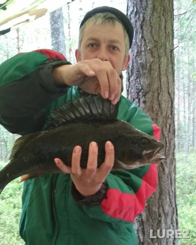 Окунь