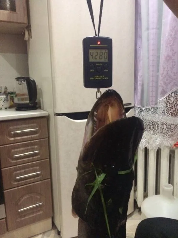 Щука