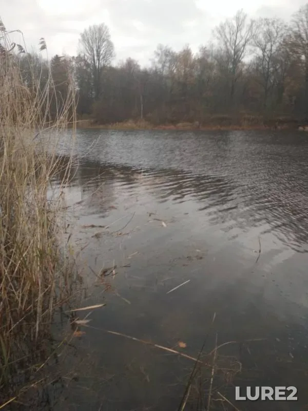 Окунь, Щука — Вальдтайх, 12 нояб. 2019 г.