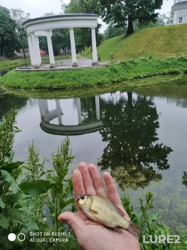 Карась, Линь