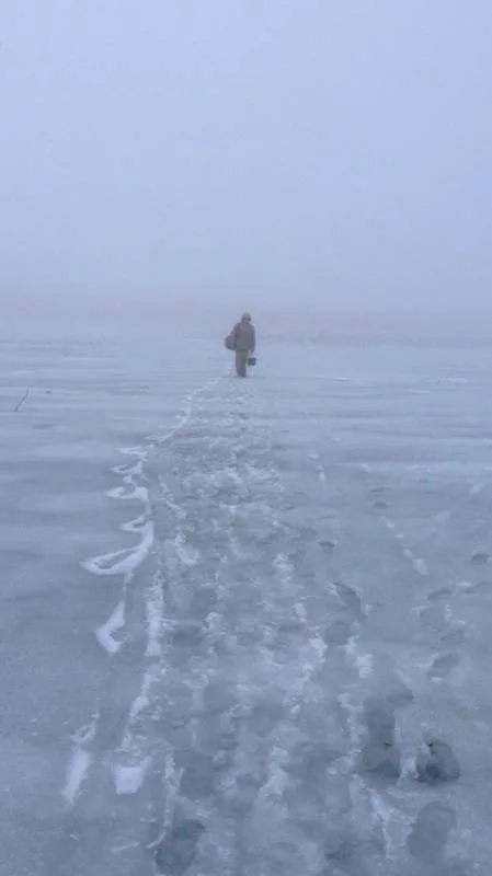 Плотва, Красноперка