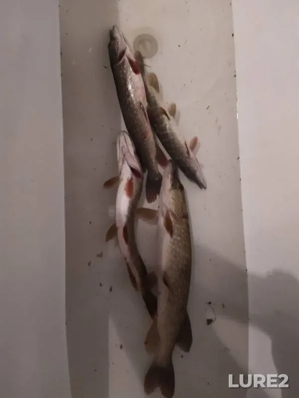 Щука