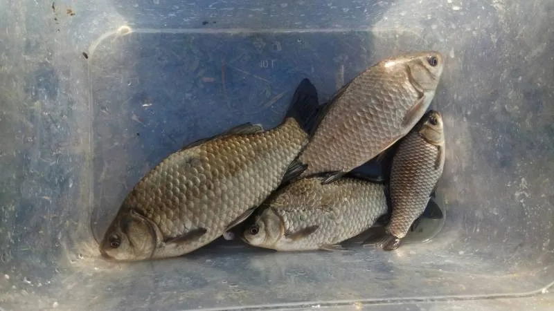 Карась