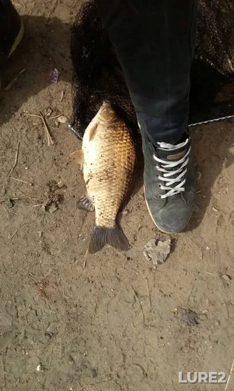 Карась