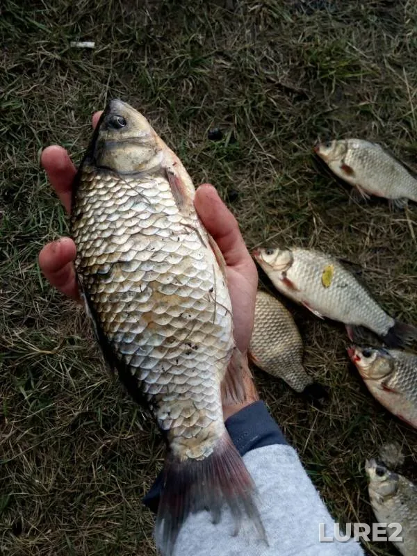 Карась — Курская область, 10 авг. 2019 г.