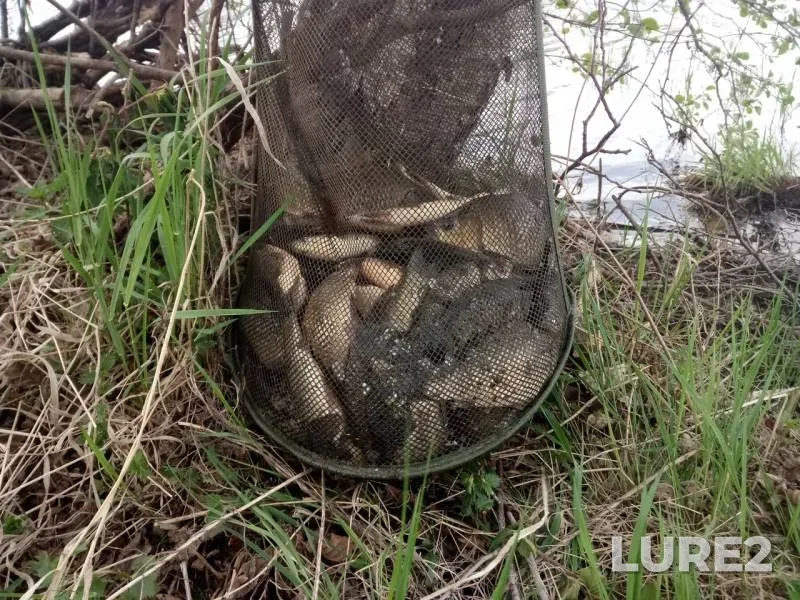 Карась, Линь