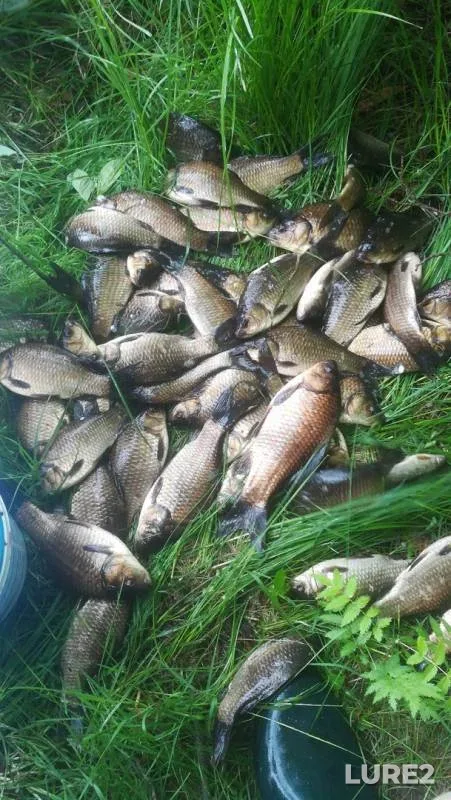 Карась