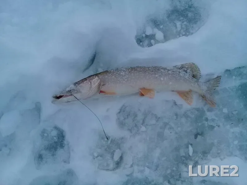 Щука — Кырыкмас, 29 дек. 2018 г.