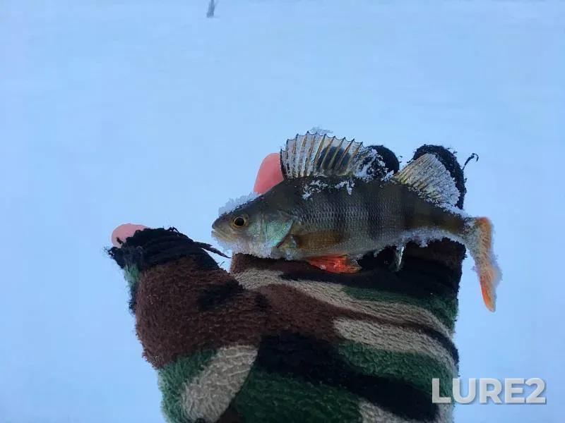 Окунь, Щука