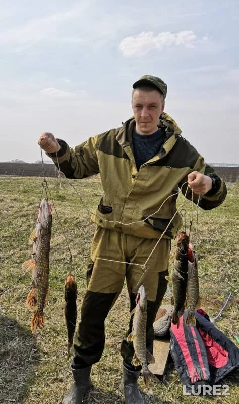 Щука