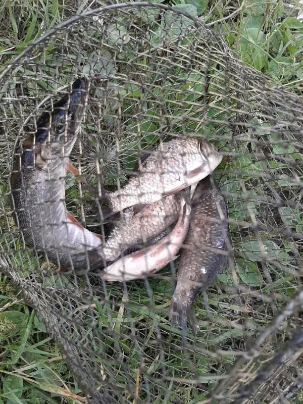 Карась, Щука