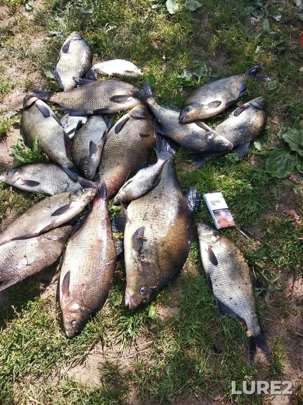 Лещ — Россонь, 24 июн. 2019 г.