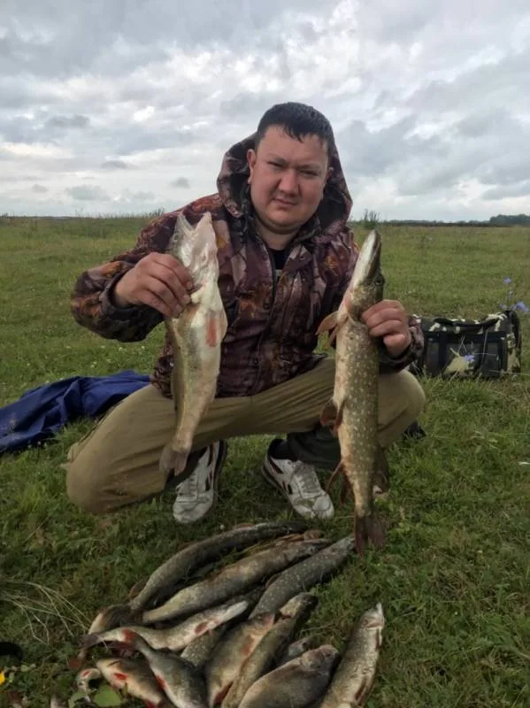 Окунь, Щука