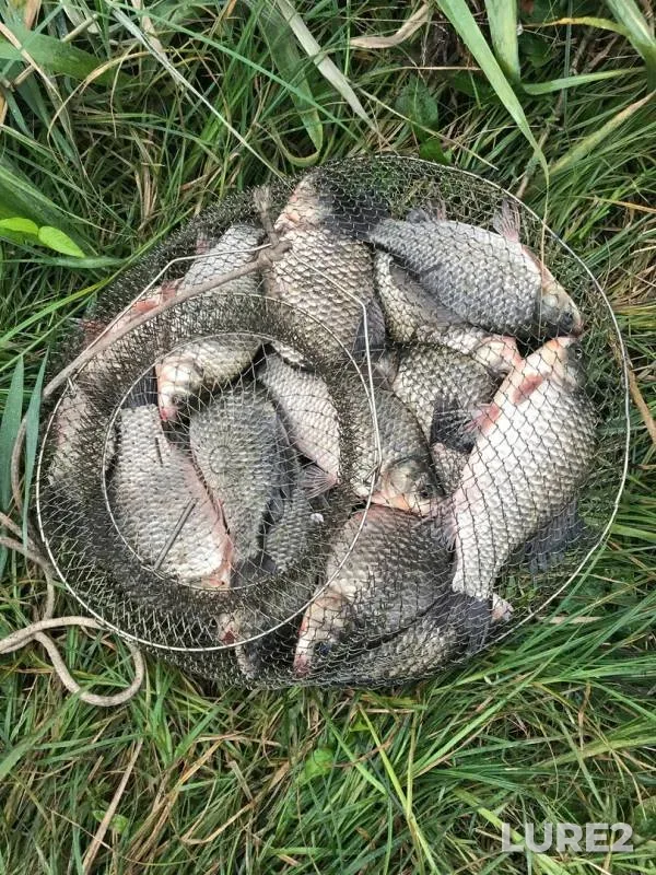 Карп, Карась — Халань, 29 авг. 2017 г.
