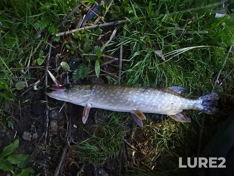 Щука