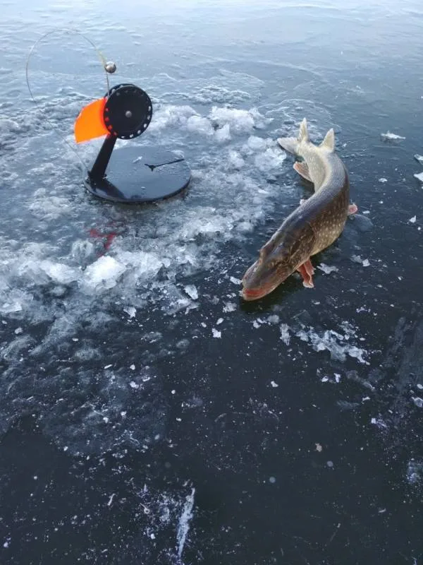 Щука