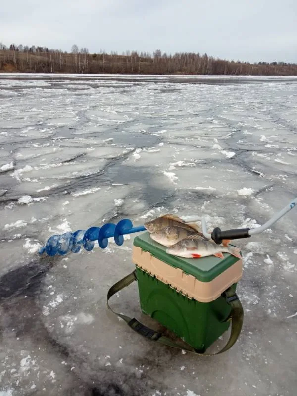 Окунь