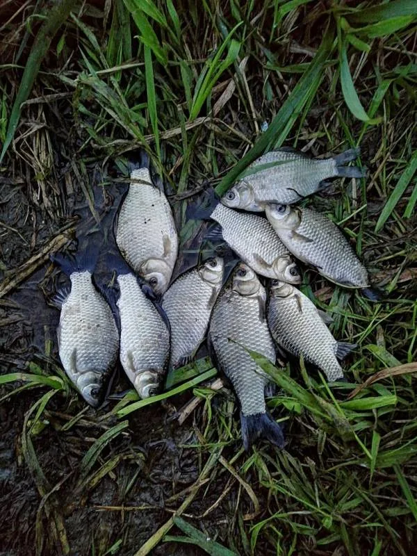 Карась