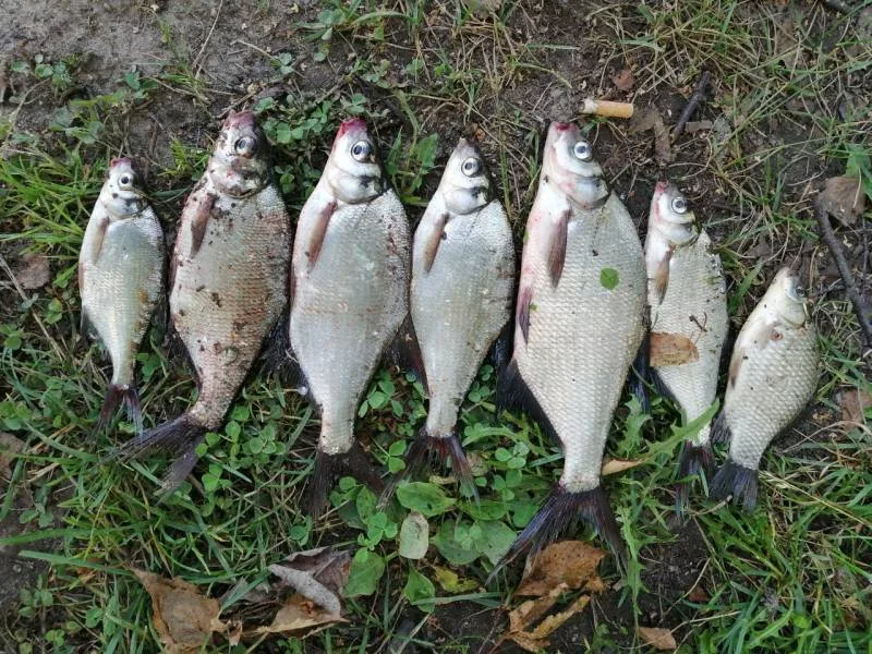 Лещ, Карась