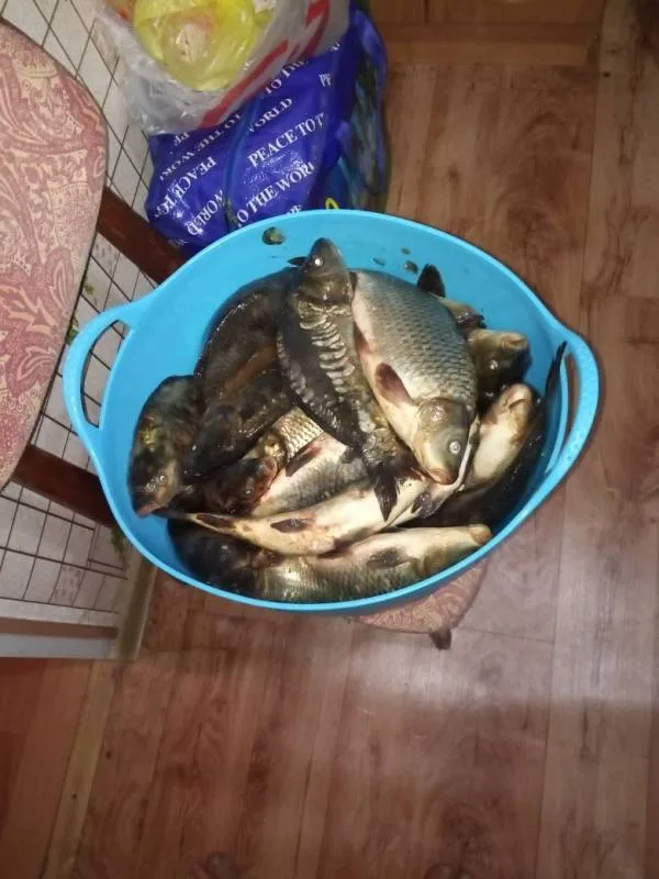 Карп