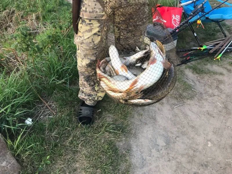 Щука