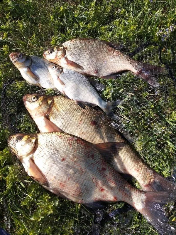 Лещ