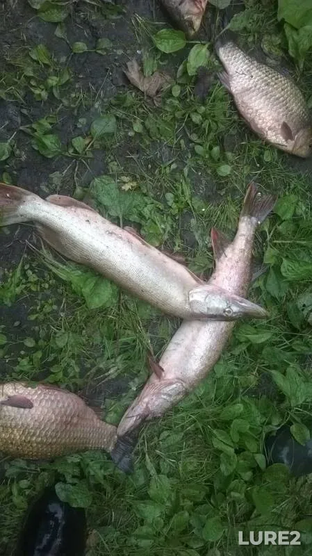 Карась, Щука — Сура, 14 окт. 2014 г.