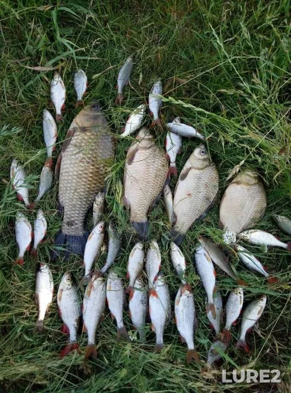 Карась, Краснопёрка — Малый Аниш, 18 июн. 2019 г.