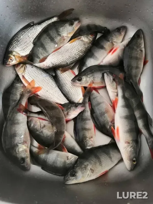 Окунь, Плотва — Герасим, 04 февр. 2019 г.