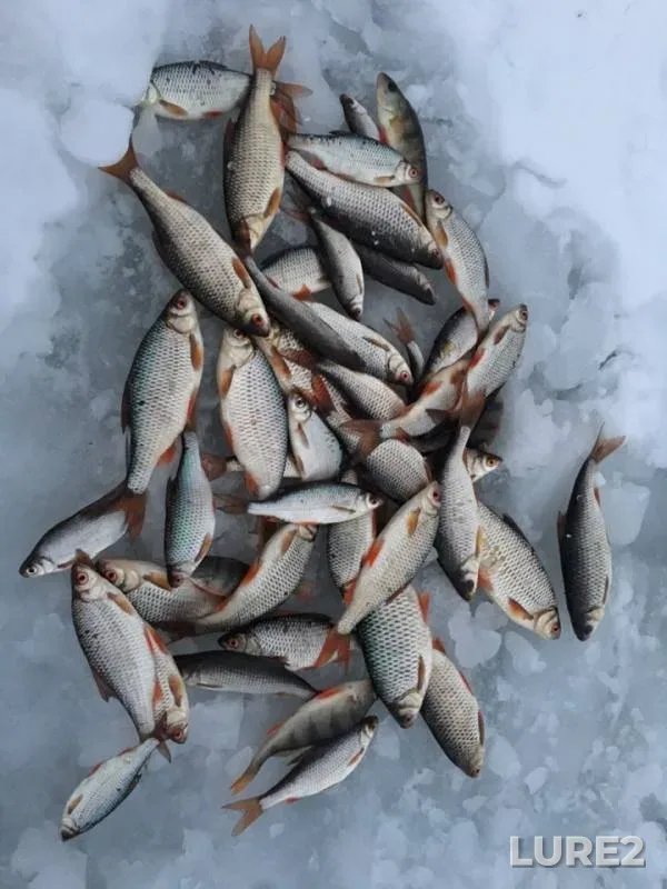 Окунь, Плотва — Герасим, 18 янв. 2019 г.