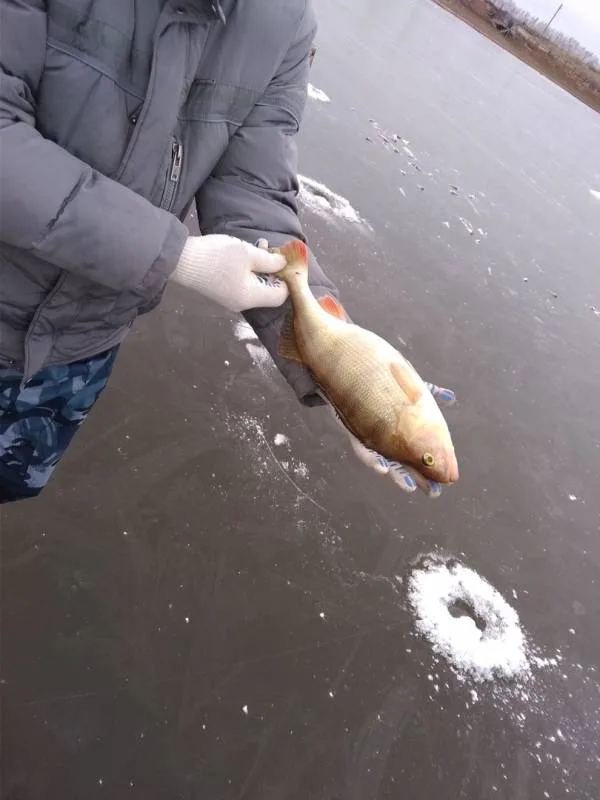 Карась, Окунь