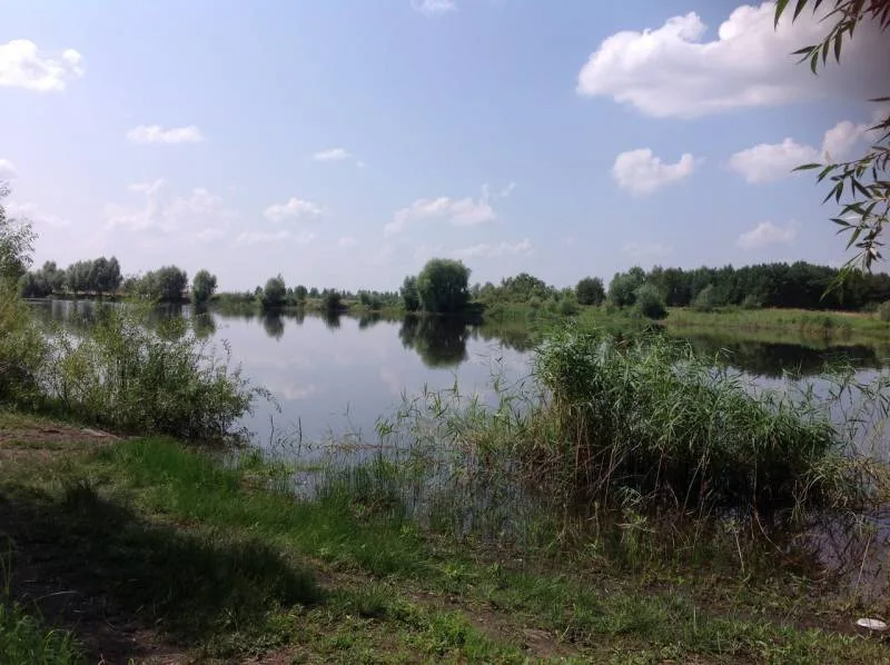 Карп, Карась