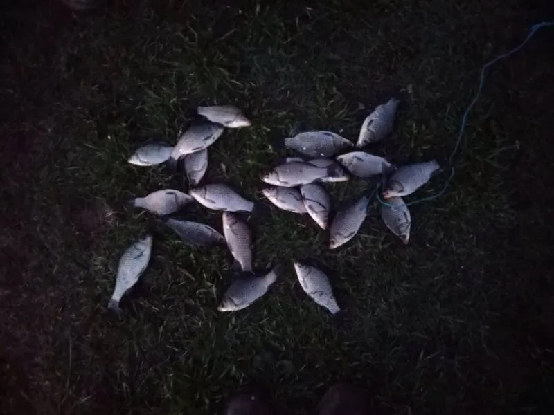 Карась