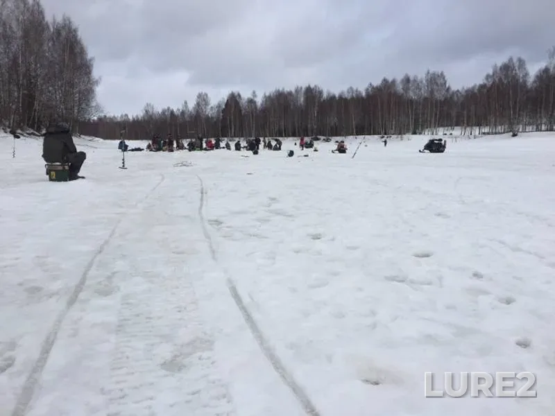 Лещ, Окунь