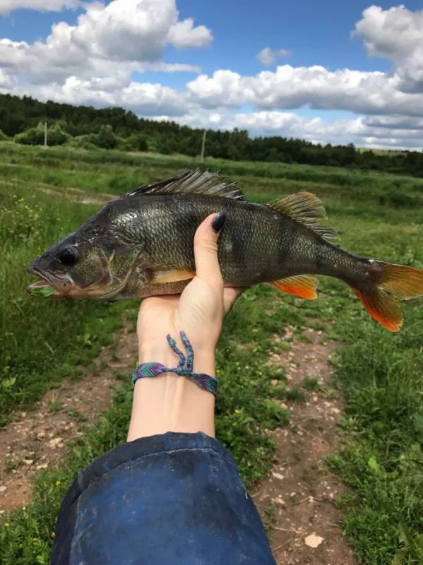Окунь
