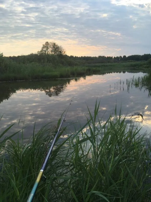 Уклейка, Окунь