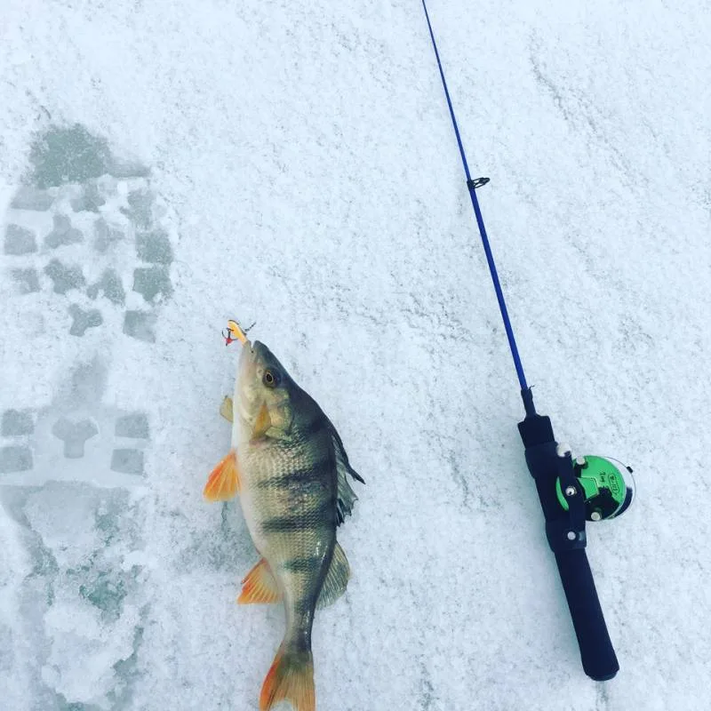 Окунь, Щука